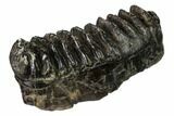 Fossil Stegodon Molar - Indonesia #146532-4